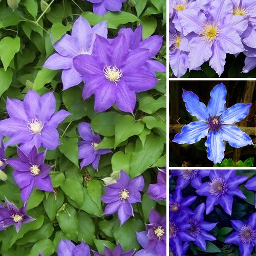 Clematis Blue Flower seeds for Planting Colorful Display, Heirloom & GMO Free Seeds for Home Garden vegetable and garden seeds