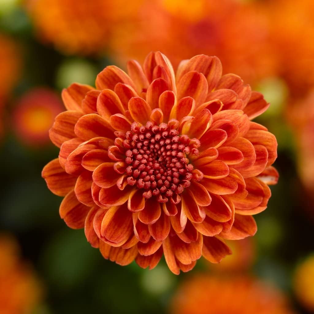 Deep Orange Chrysanthemum Flower seeds for Planting Sun Loving, Heirloom & GMO Free Seeds for Home Garden seeds for planting