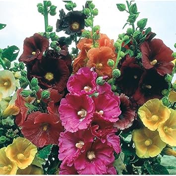 Mix Hollyhock Flower seeds for Planting Cut Flower Favorite, Heirloom & GMO Free Seeds for Home Garden seeds for planting