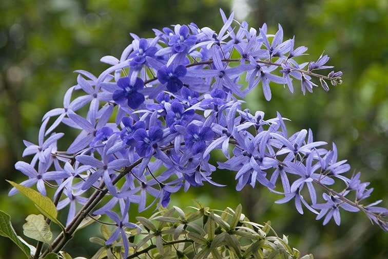 Purple Sandpaper Vine PETREA VOLUBILIS Flower seeds for Planting Cottage Garden Essential, Heirloom & GMO Free Seeds for Home Garden seeds for planting