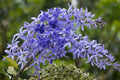 Purple Sandpaper Vine PETREA VOLUBILIS Flower seeds for Planting Cottage Garden Essential, Heirloom & GMO Free Seeds for Home Garden seeds for planting