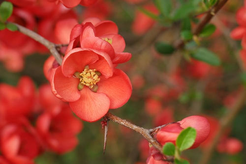 Chaenomeles Flower seeds for Planting Cottage Garden Essential, Heirloom & GMO Free Seeds for Home Garden seeds for planting