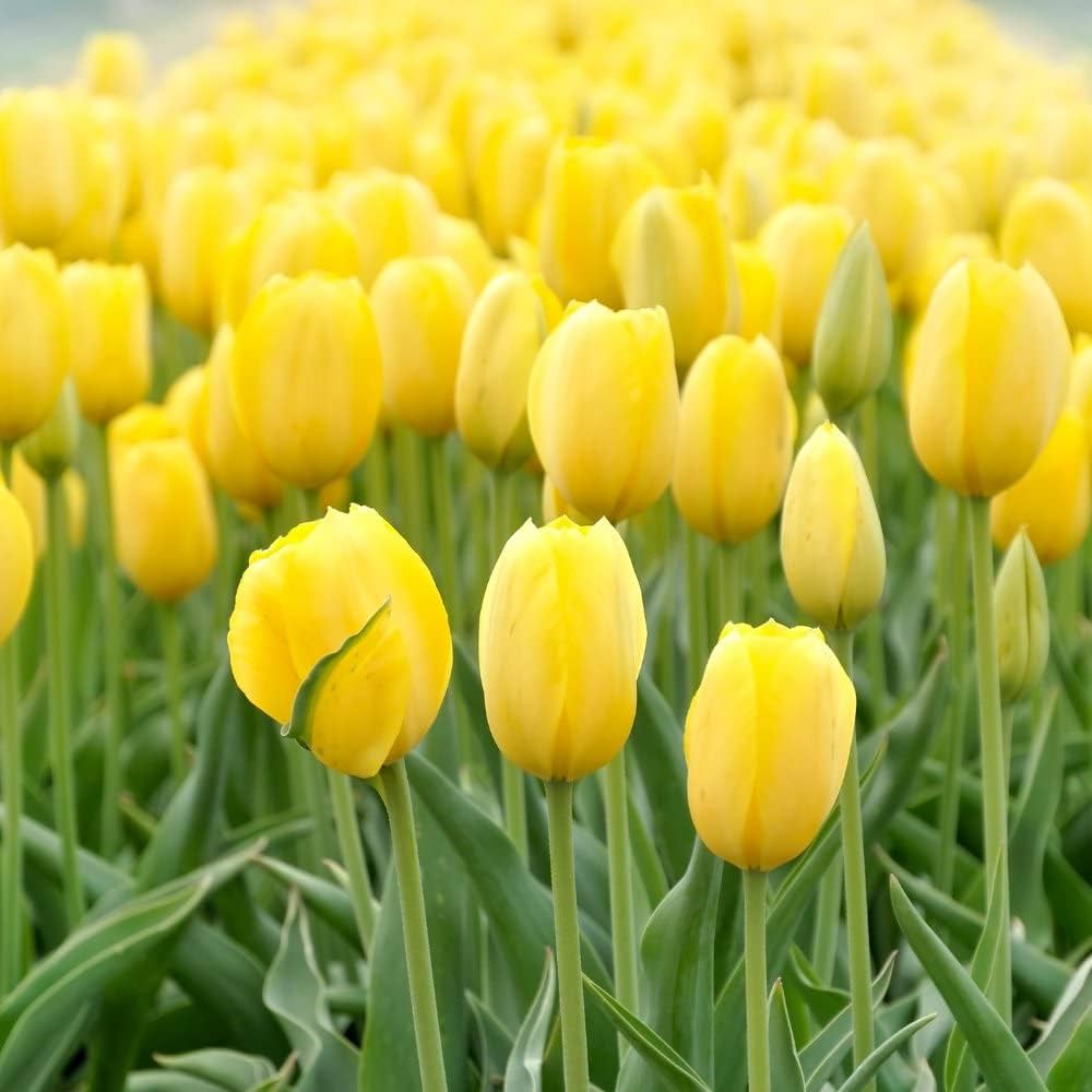 Yellow Tulip Planting Seeds For Gardening