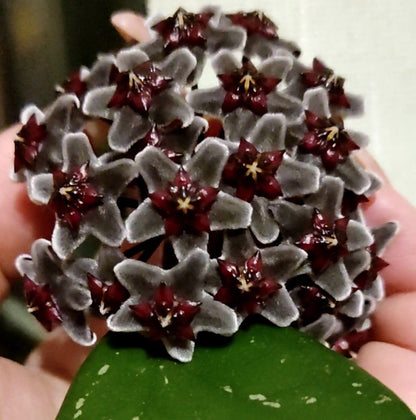 Black Hoya Flower seeds for Planting Vibrant Colors Heirloom & GMO Free Seeds for Home Garden