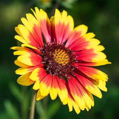 Indian Blanket Flower seeds for Planting Garden Favorite Heirloom & GMO Free Seeds for Home Garden