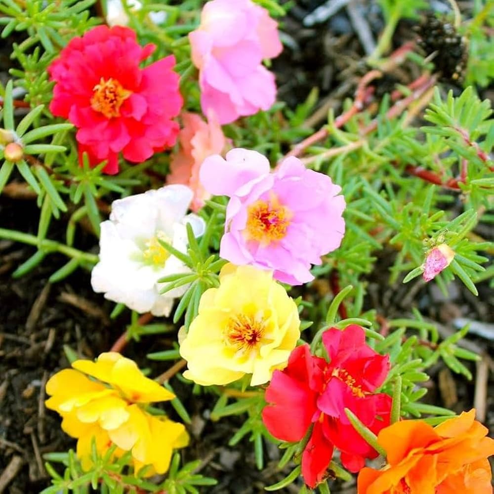 High quality Mixed Mexican Rose Heirloom Flower seeds for Planting Perfect for Borders, Heirloom & GMO Free Seeds for Home Garden seeds pack