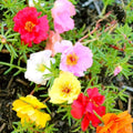 White Pink Moss Rose Flower seeds for Planting Perfect for Borders, Heirloom & GMO Free Seeds for Home Garden Sale seeds for planting