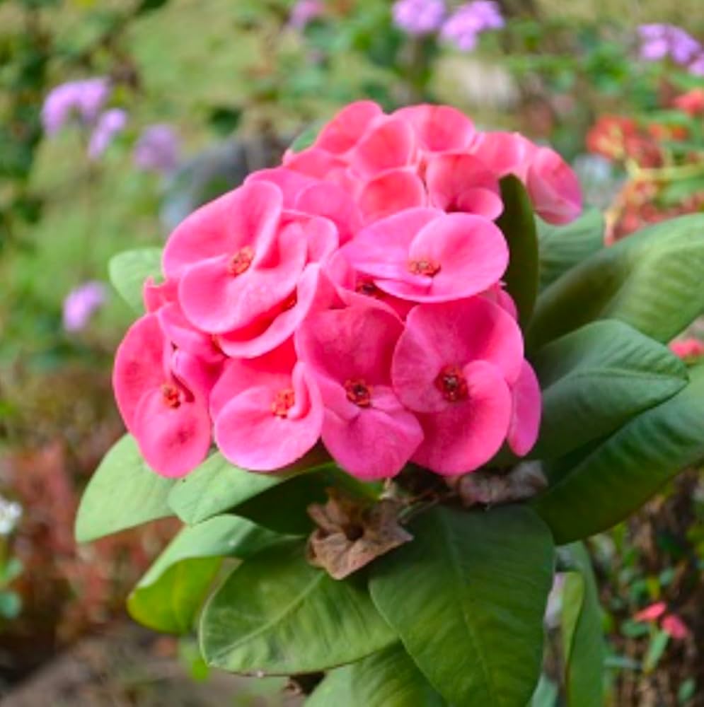 Euphorbia Milii Flower seeds for Planting Compact Growth Heirloom & GMO Free Seeds for Home Garden
