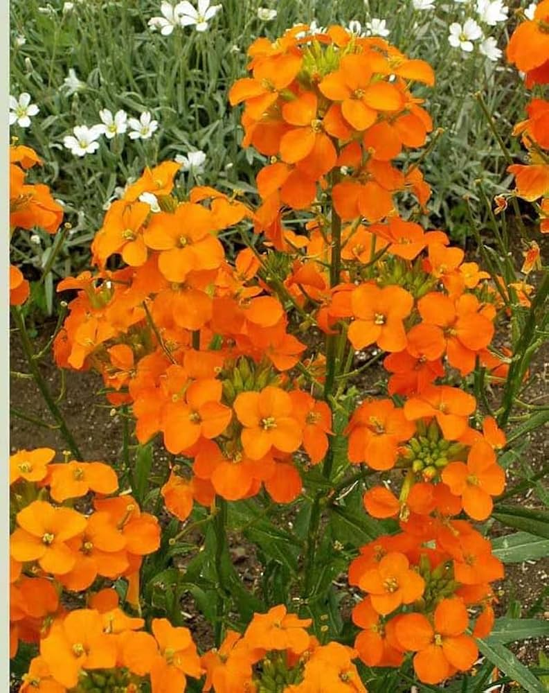 Orange Erysimum Aliionii Flower seeds for Planting Premium Quality, Heirloom & GMO Free Seeds for Home Garden vegetable and garden seeds