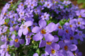 Bacopa Blutopia Flower seeds for Planting Premium Quality, Heirloom & GMO Free Seeds for Home Garden seeds for planting
