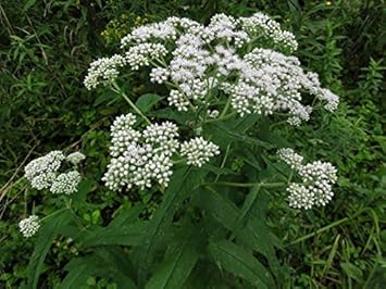 Premium White Eupatorium Perfoliatum Flower seeds for Planting Vibrant Colors, Heirloom & GMO Free Seeds for Home Garden seeds