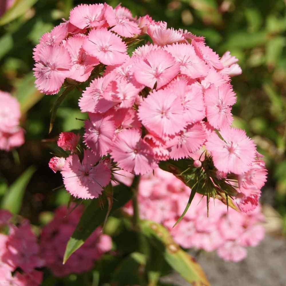 Light Pink Dianthus Flower seeds for Planting Hardy Variety, Heirloom & GMO Free Seeds for Home Garden seeds for planting