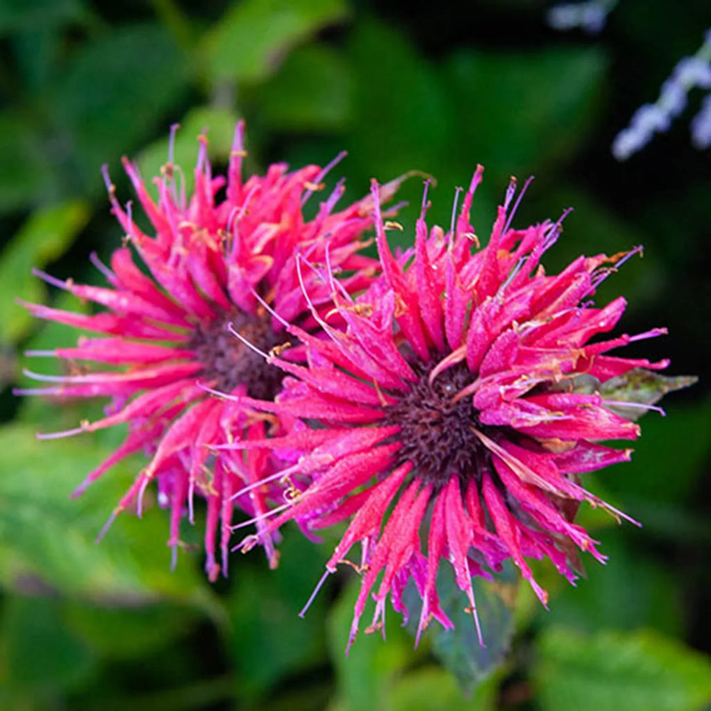Premium Pink Wild Bergamot Monarda Fistulosa Mintleaf Bee Balm Flower seeds for Planting Hardy Variety, Heirloom & GMO Free Seeds for Home Garden seeds