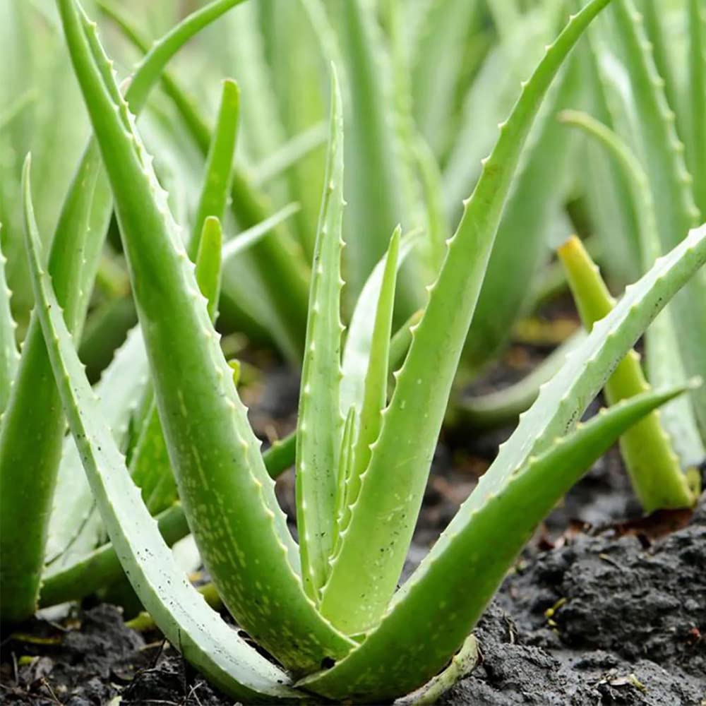 Light Green Aloe Vera Flower seeds for Planting - Low Maintenance, Heirloom & GMO Free Seeds for Home Garden