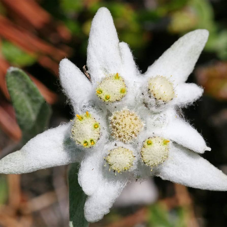 White Edelweiss Ground Flower seeds for Planting Bright Blooms, Heirloom & GMO Free Seeds for Home Garden seeds for planting