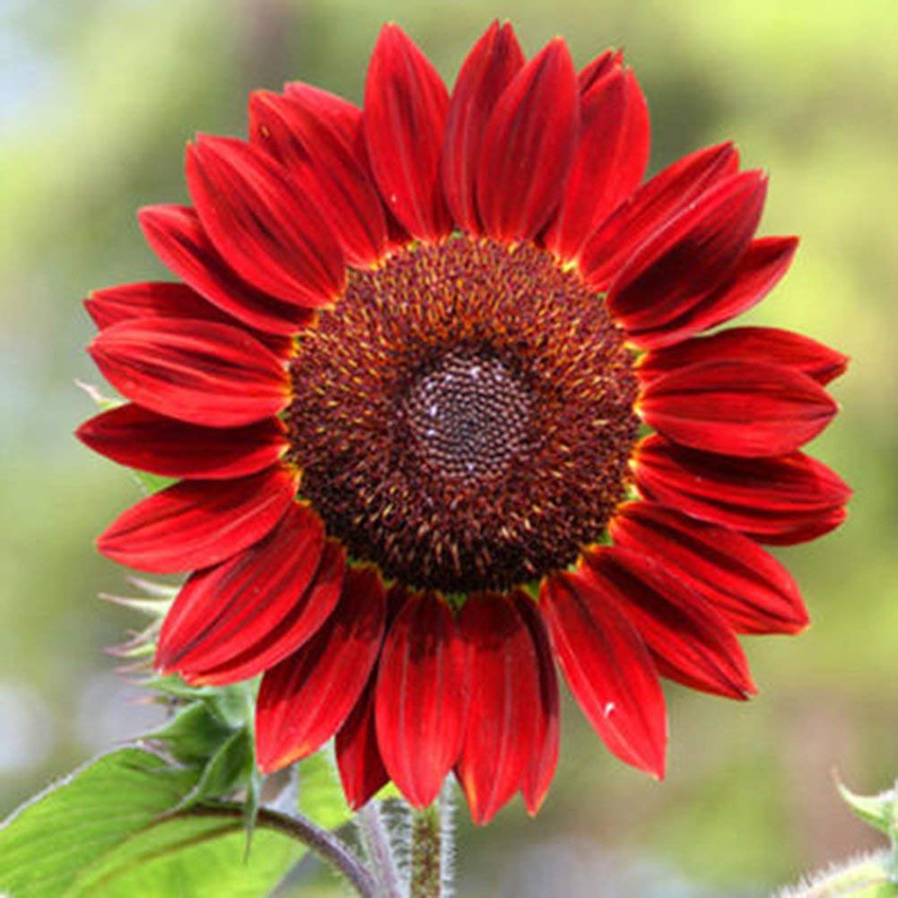 Burgundy SunFlower seeds for Planting Low Maintenance, Heirloom & GMO Free Seeds for Home Garden vegetable and garden seeds