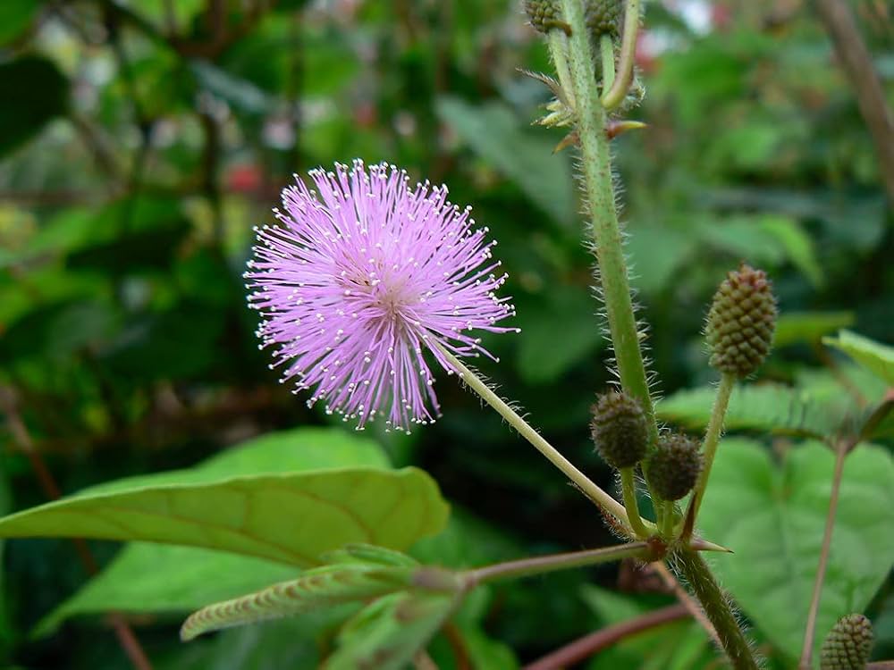 High quality Mimosa Pudica, Touch me not, Lajalu, Sensitive Plant seeds for Planting Cut Flower Favorite, Heirloom & GMO Free Seeds for Home Garden seeds pack