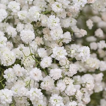 Baby's Breath Flower seeds for Planting Bright Blooms, Heirloom & GMO Free Seeds for Home Garden seeds for planting