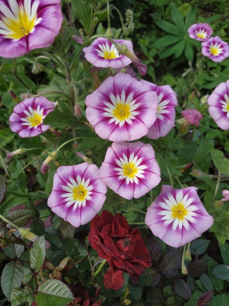 Premium Pink Yellow Leucanthemum Flower seeds for Planting Easy to Grow, Heirloom & GMO Free Seeds for Home Garden seeds