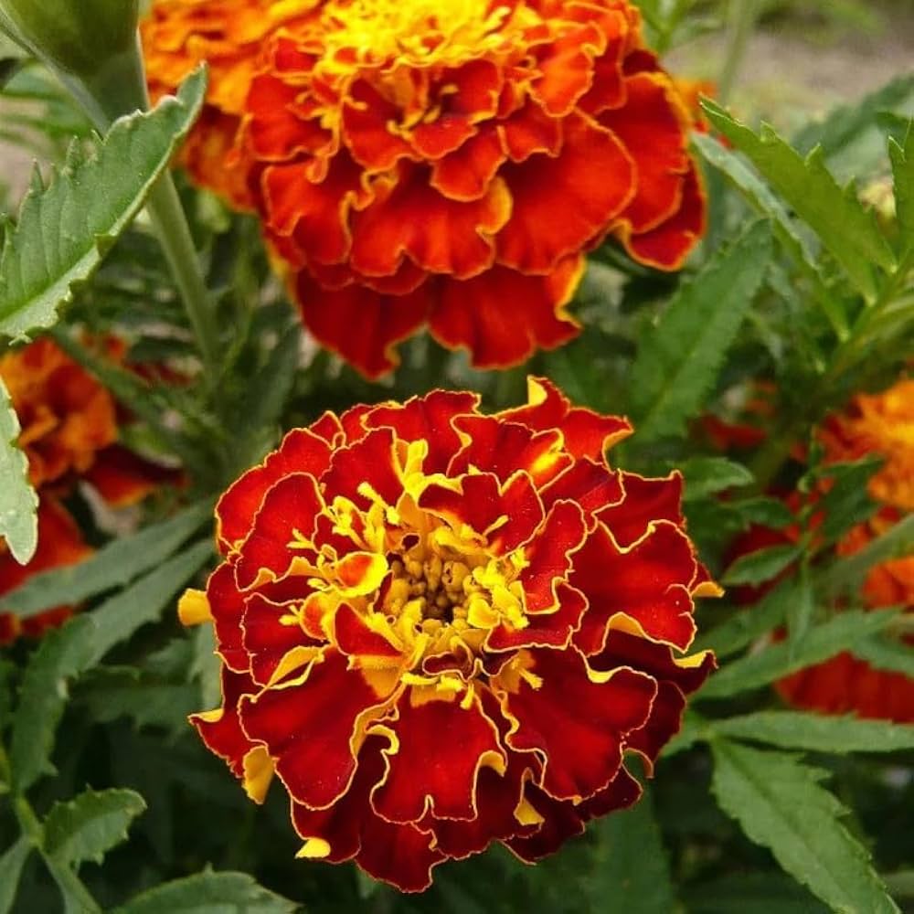 Premium Red Flower Pot Flower seeds for Planting Vibrant Colors, Heirloom & GMO Free Seeds for Home Garden seeds