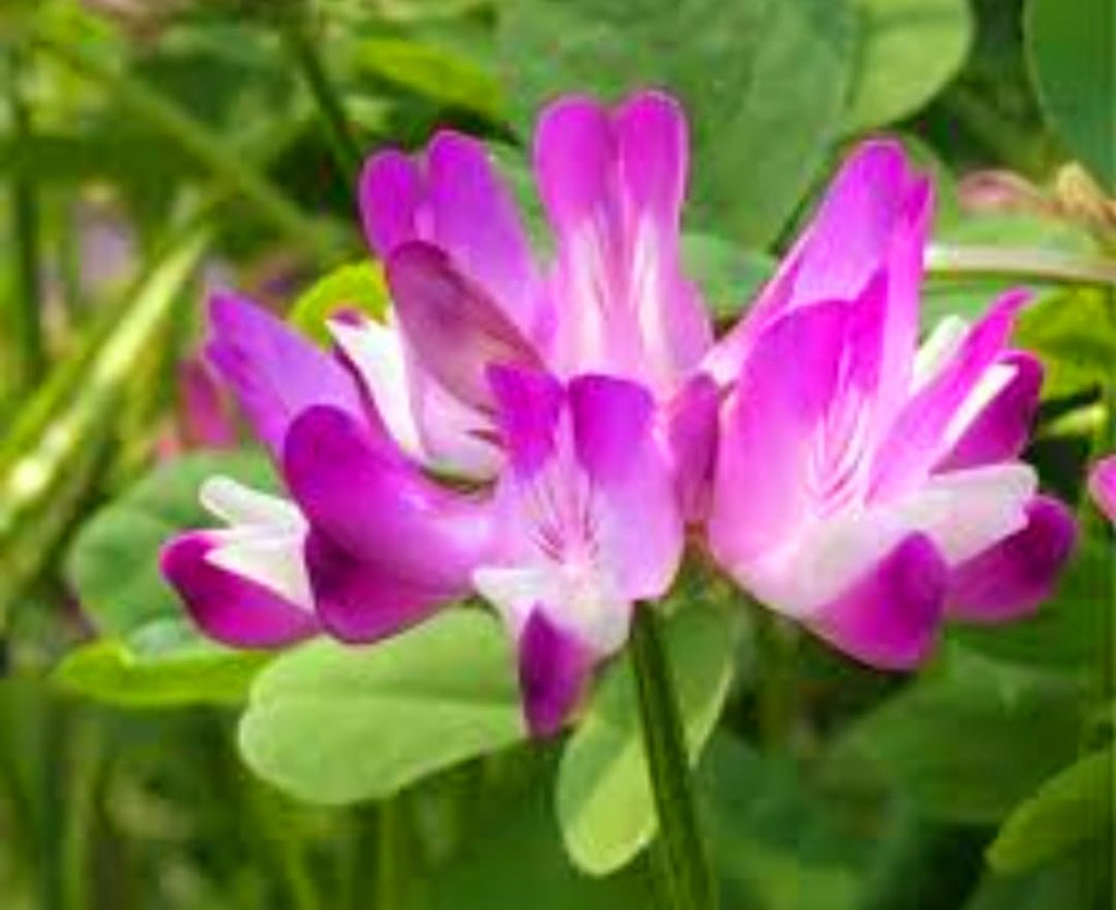 Premium Violet Milkvetch Sinicus Flower seeds for Planting Fragrant Blossoms, Heirloom & GMO Free Seeds for Home Garden seeds