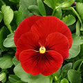 Pansy Flower seeds for Planting Colorful Display, Heirloom & GMO Free Seeds for Home Garden seeds for planting