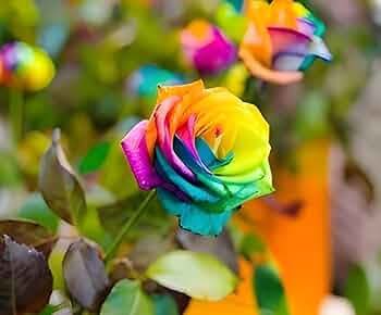 Blue Cream Rose Flower seeds for Planting Cottage Garden Essential, Heirloom & GMO Free Seeds for Home Garden vegetable and garden seeds
