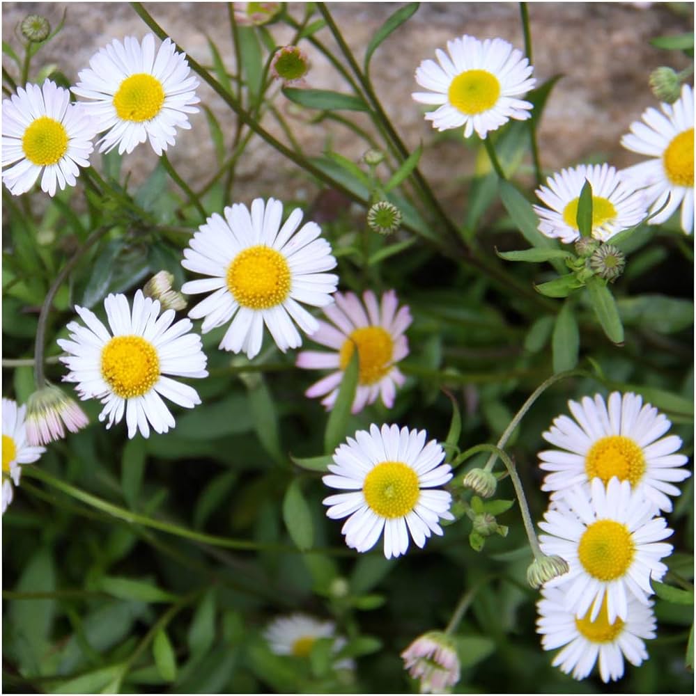 Mixed Karvinskianus Profusion Flower seeds for Planting Perfect for Borders, Heirloom & GMO Free Seeds for Home Garden seeds for planting