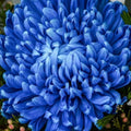 Chrysanthemum Blue White Flower seeds for Planting Low Maintenance, Heirloom & GMO Free Seeds for Home Garden seeds for planting