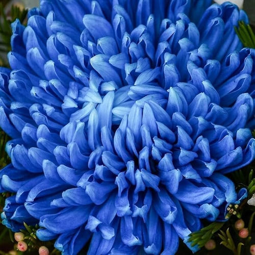 Chrysanthemum Blue White Flower seeds for Planting Low Maintenance, Heirloom & GMO Free Seeds for Home Garden seeds for planting