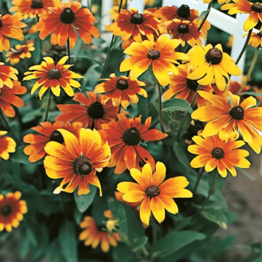 Orange Cappuccino Rudbeckia Flower seeds for Planting Seasonal Bloomer, Heirloom & GMO Free Seeds for Home Garden vegetable and garden seeds