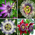 Mix Passiflora Flower seeds for Planting Fragrant Blossoms, Heirloom & GMO Free Seeds for Home Garden seeds for planting