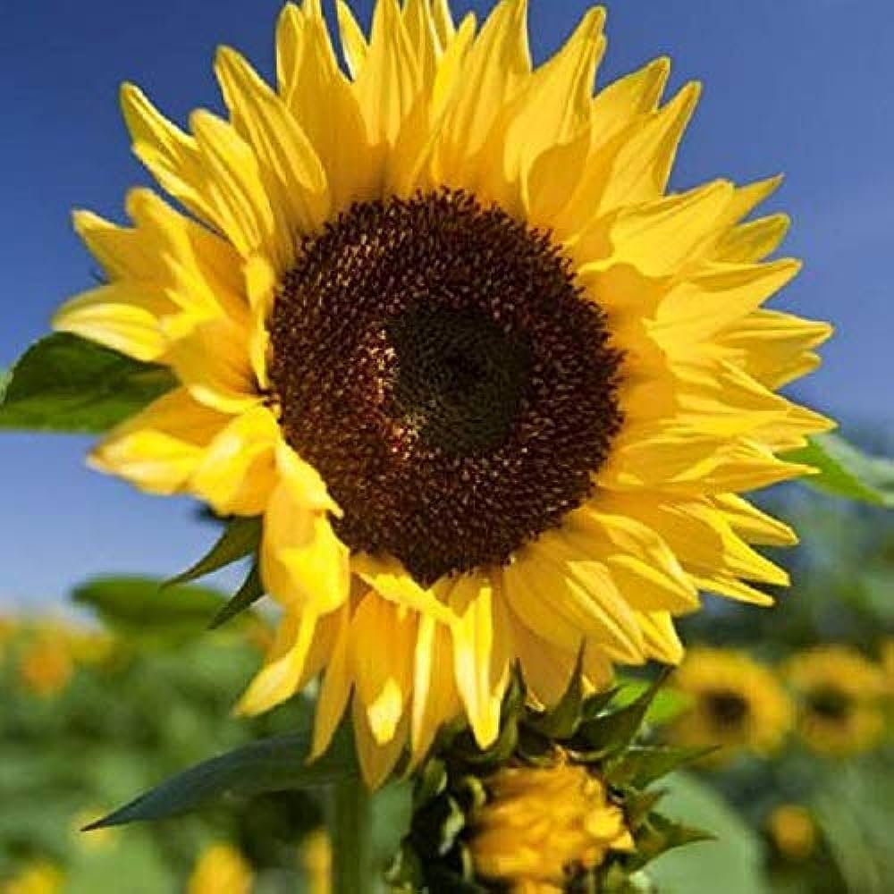 Sunflower Flower seeds for Planting Colorful Display Heirloom & GMO Free Seeds for Home Garden