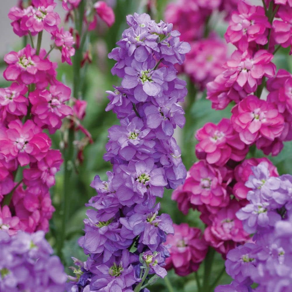 Premium Light Pink Matthiola Flower seeds for Planting Colorful Display, Heirloom & GMO Free Seeds for Home Garden seeds