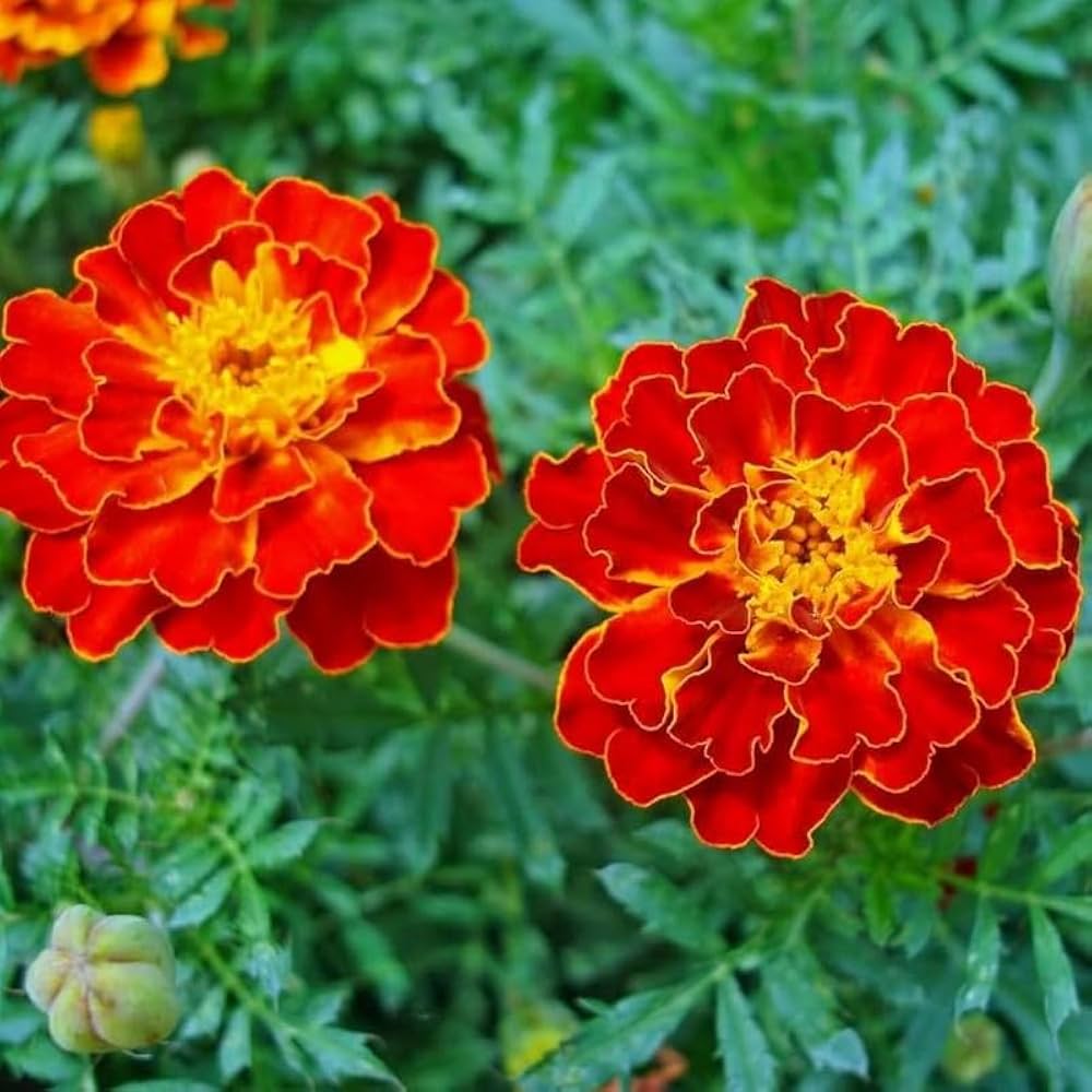 Red Flower Pot Flower seeds for Planting Vibrant Colors, Heirloom & GMO Free Seeds for Home Garden seeds for planting