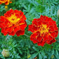 Red Flower Pot Flower seeds for Planting Vibrant Colors, Heirloom & GMO Free Seeds for Home Garden seeds for planting