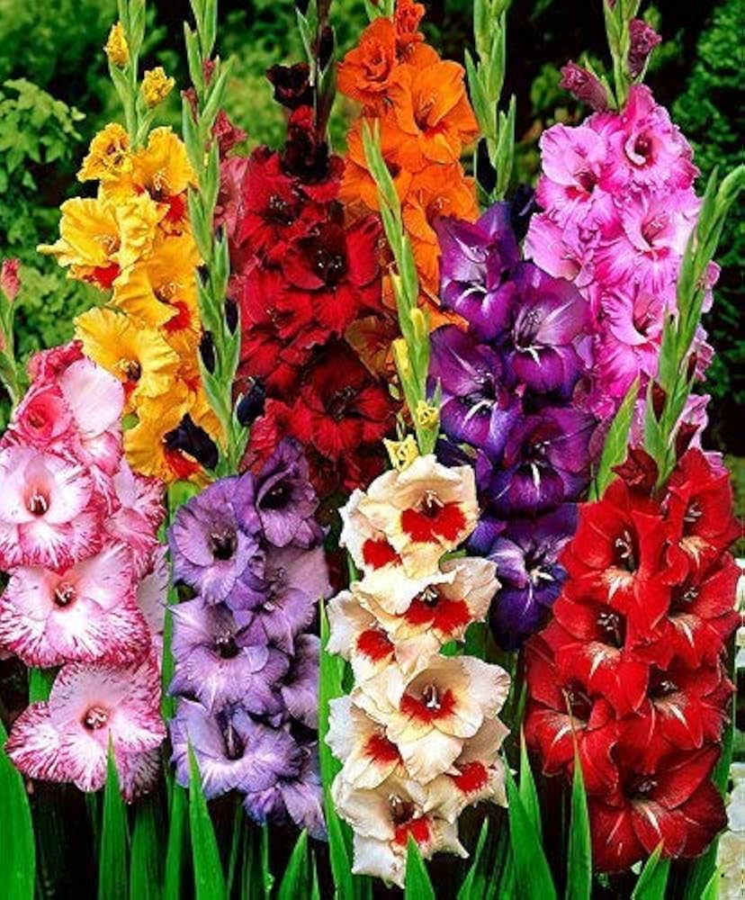 High quality Mixed Gladiolus Flower seeds for Planting Sun Loving, Heirloom & GMO Free Seeds for Home Garden seeds pack