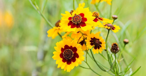 Premium Calliopsis Flower seeds for Planting Fragrant Blossoms, Heirloom & GMO Free Seeds for Home Garden seeds