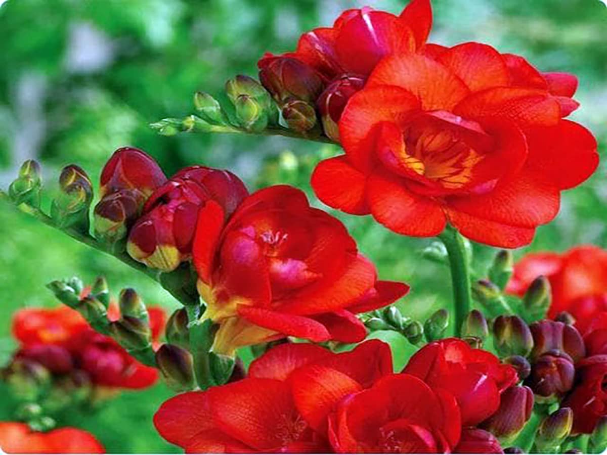 Premium Freesia Flower seeds for Planting Fragrant Blossoms, Heirloom & GMO Free Seeds for Home Garden seeds