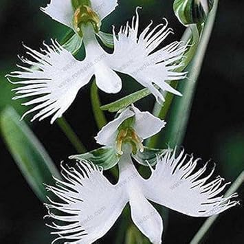 White Egret Orchid Flower seeds for Planting Hardy Variety, Heirloom & GMO Free Seeds for Home Garden seeds for planting