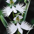 White Egret Orchid Flower seeds for Planting Hardy Variety, Heirloom & GMO Free Seeds for Home Garden seeds for planting