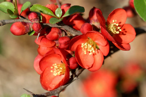 Premium Chaenomeles Flower seeds for Planting Cottage Garden Essential, Heirloom & GMO Free Seeds for Home Garden seeds