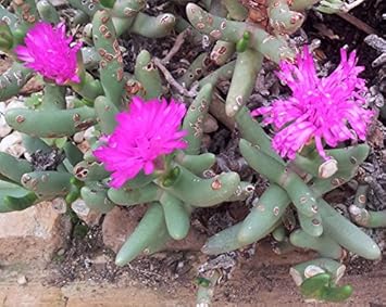 Pink Namaquanthus Flower seeds for Planting Vibrant Colors, Heirloom & GMO Free Seeds for Home Garden seeds for planting