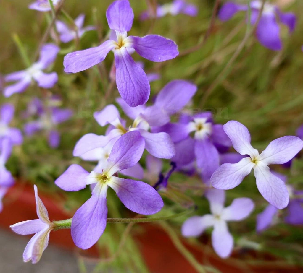 Matthiola Flower seeds for Planting Perfect for Borders, Heirloom & GMO Free Seeds for Home Garden seeds for planting