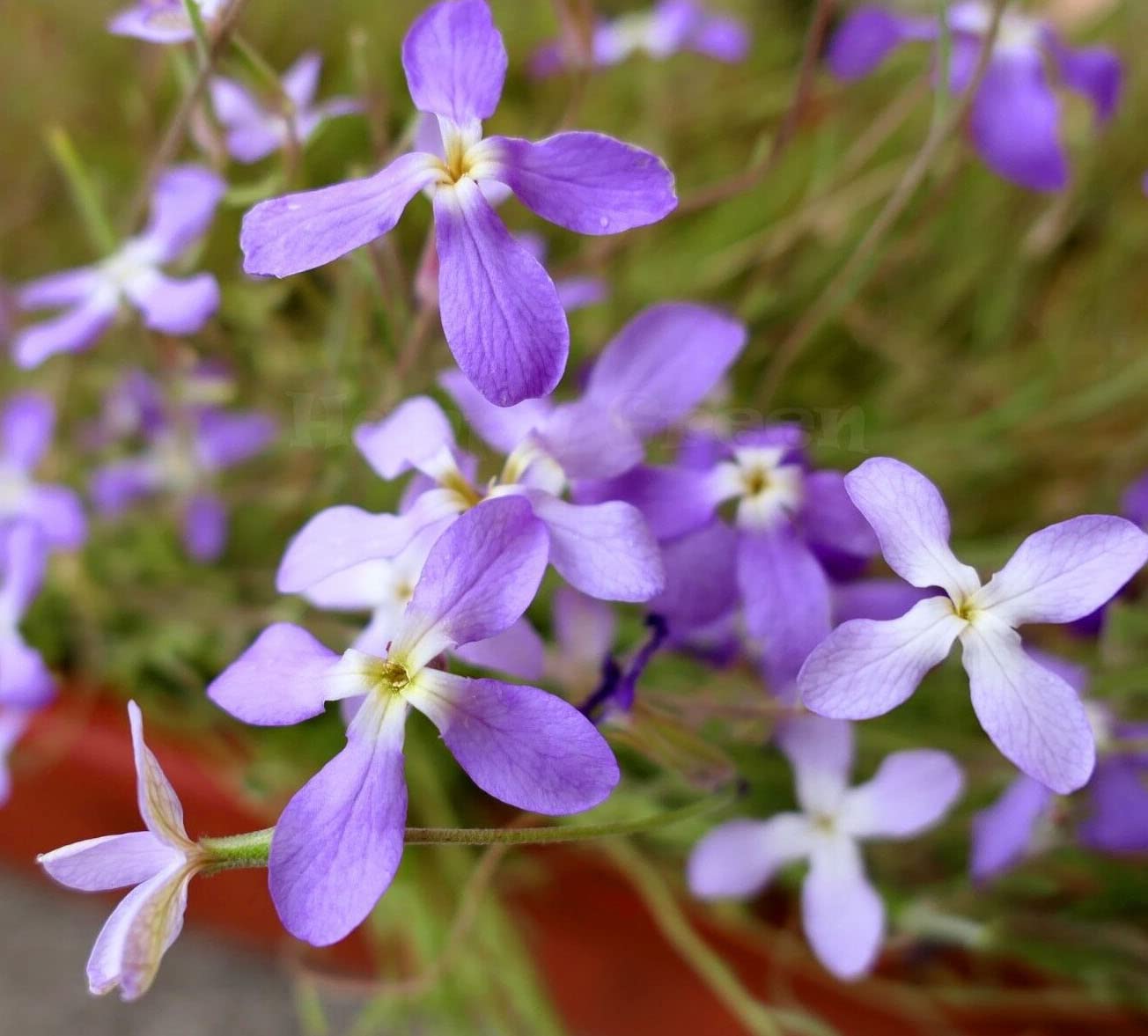 Matthiola Flower seeds for Planting Perfect for Borders, Heirloom & GMO Free Seeds for Home Garden seeds for planting