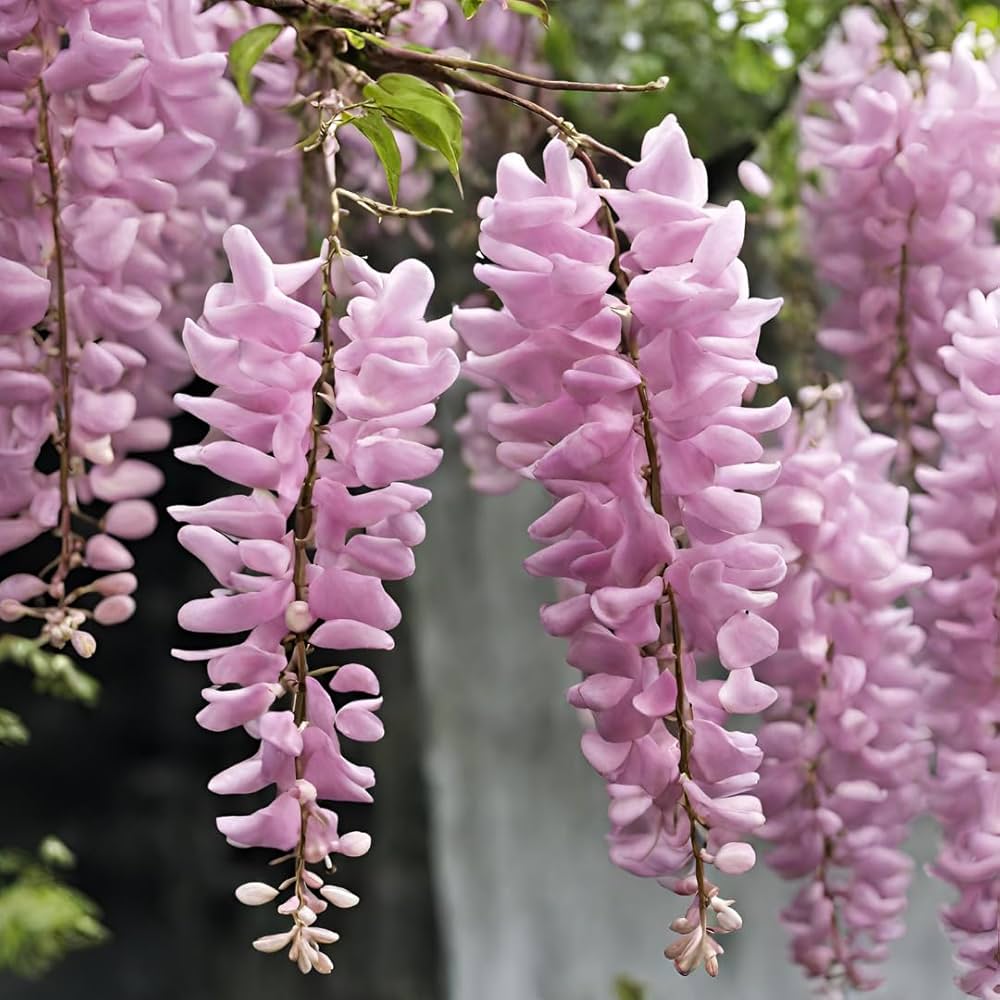 Pink Wisteria Flower seeds for Planting Bright Blooms, Heirloom & GMO Free Seeds for Home Garden seeds for planting