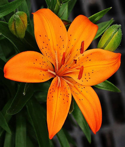 Lilium Flower seeds for Planting Garden Favorite Heirloom & GMO Free Seeds for Home Garden