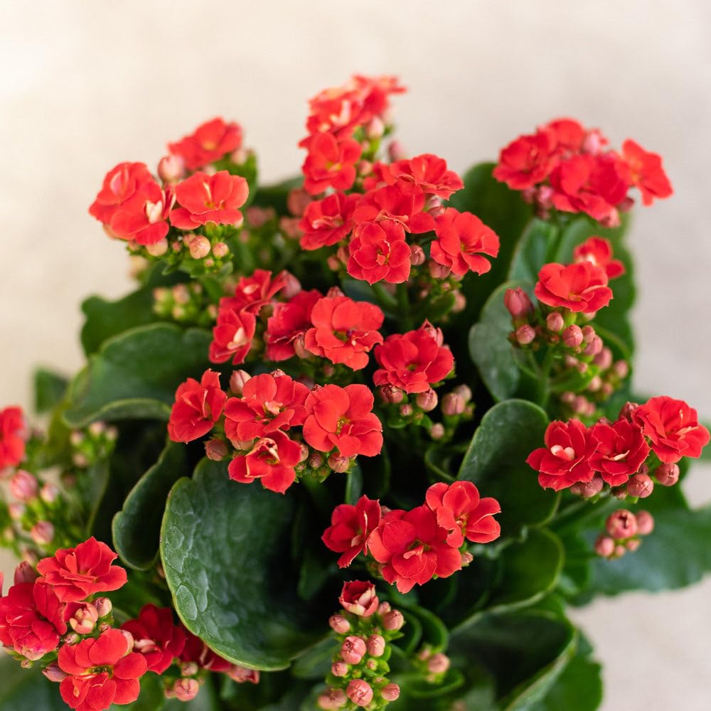 Red Kalanchoe Humilis Flower seeds for Planting Low Maintenance, Heirloom & GMO Free Seeds for Home Garden seeds for planting