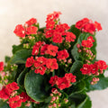 Red Kalanchoe Humilis Flower seeds for Planting Low Maintenance, Heirloom & GMO Free Seeds for Home Garden seeds for planting