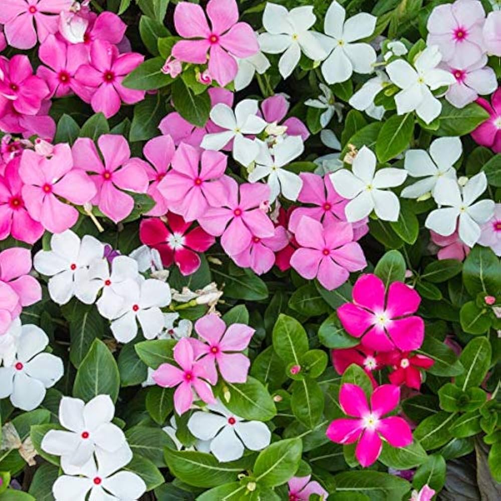 High quality White Vinca Rosea Flower seeds for Planting Hardy Variety, Heirloom & GMO Free Seeds for Home Garden seeds pack